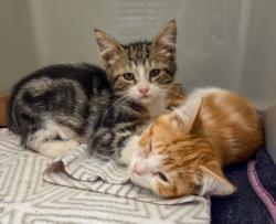Shelter Stray Male Cat last seen School Ave & Williams Ave, Tranquility Zone Fresno CO 1A 93668, CA, 1510 W Dan Ronquillo Dr, Fresno, CA 93706, USA