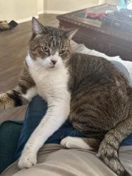 Lost Male Cat last seen Baxter Ct NW / Caddie St NW, Albuquerque, NM 87114