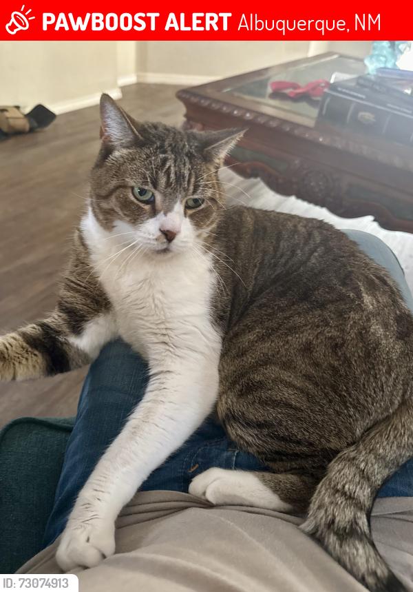 Lost Male Cat last seen Baxter Ct NW / Caddie St NW, Albuquerque, NM 87114