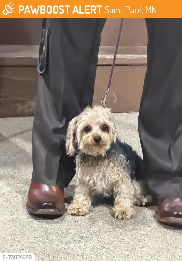Found/Stray Female Dog last seen Desoto St, Saint Paul, MN 55130