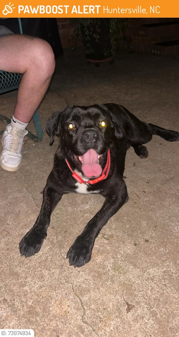 Found/Stray Male Dog last seen Vixen Lane at the Hampton’s, Huntersville, NC 28078