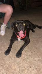 Found/Stray Male Dog last seen Vixen Lane at the Hampton’s, Huntersville, NC 28078