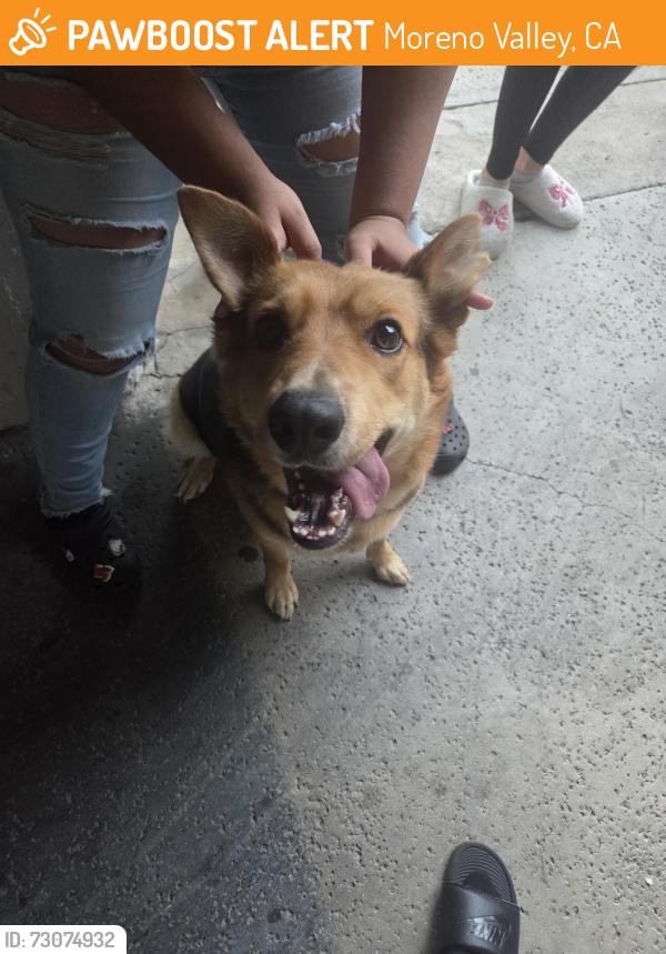 Found/Stray Female Dog last seen 13400elsworth st, Moreno Valley, CA 92553