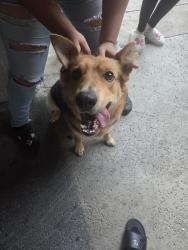 Found/Stray Female Dog last seen 13400elsworth st, Moreno Valley, CA 92553