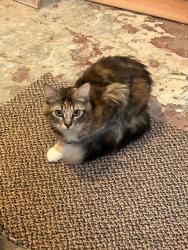 Lost Female Cat last seen West Fifth Avenue, South Wall Street, West Seventh Ave, Spokane, WA 99204