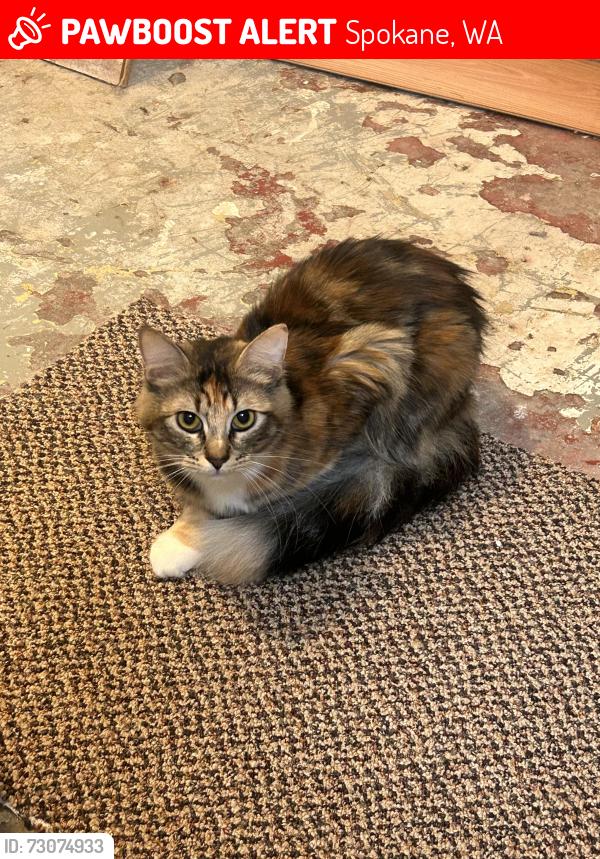 Lost Female Cat last seen West Fifth Avenue, South Wall Street, West Seventh Ave, Spokane, WA 99204