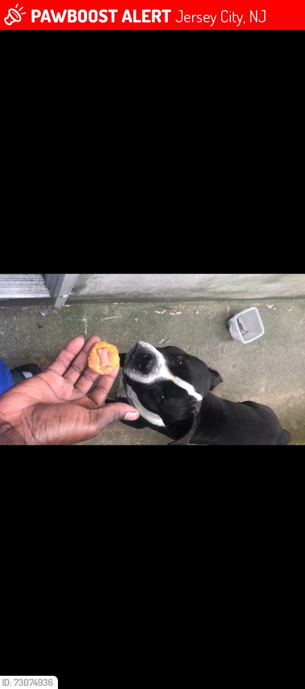 Lost Male Dog last seen Ege and Kennedy blvd , Jersey City, NJ 07304