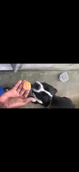 Lost Male Dog last seen Ege and Kennedy blvd , Jersey City, NJ 07304