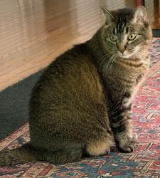 Lost Female Cat last seen Potter Rd and Morrish Rd, Flushing, MI 48433