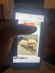 Lost Male Dog last seen Badillo and Grand, Covina, CA 91724