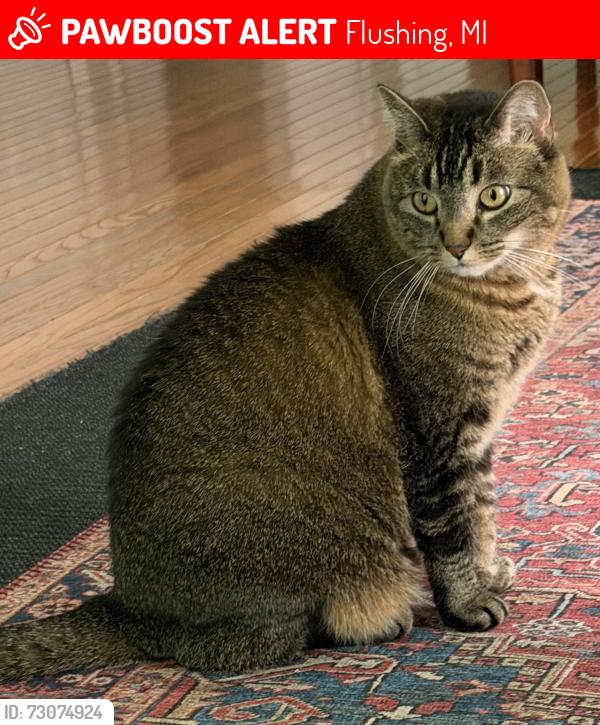 Lost Female Cat last seen Potter Rd and Morrish Rd, Flushing, MI 48433