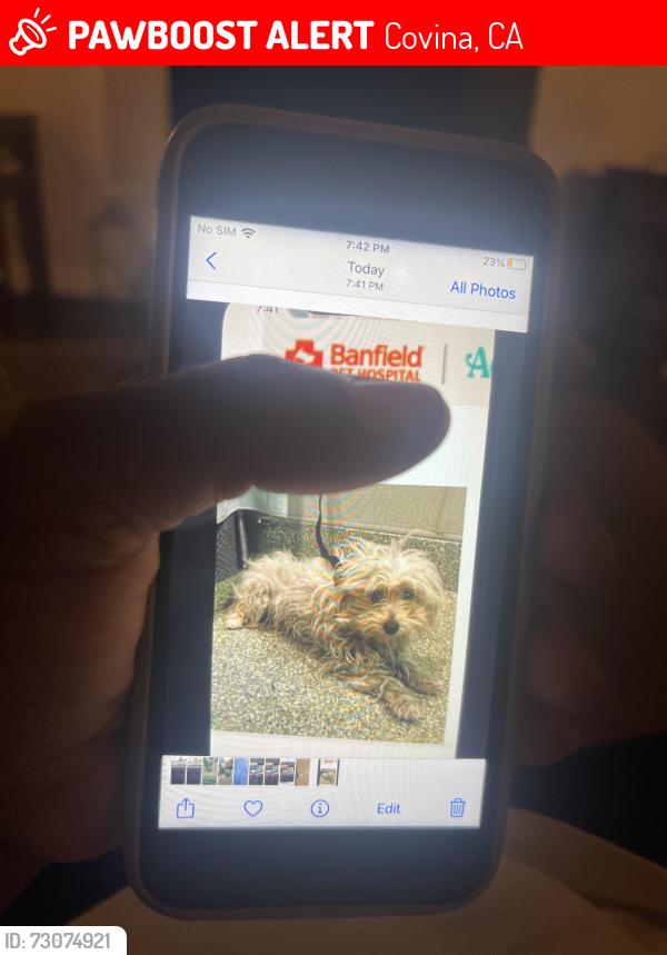 Lost Male Dog last seen Badillo and Grand, Covina, CA 91724