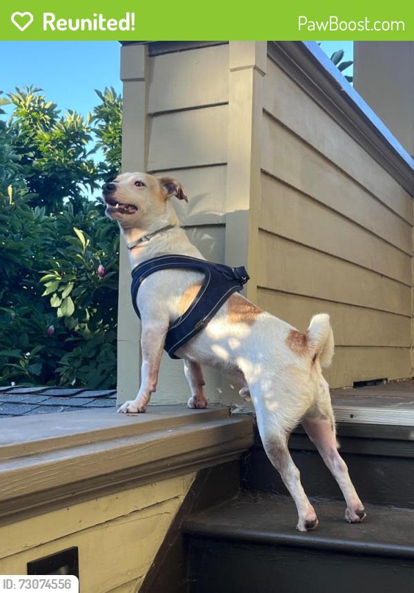 Reunited Male Dog last seen Bella Vista Avenue and 11th Avenue, Oakland, CA 94610