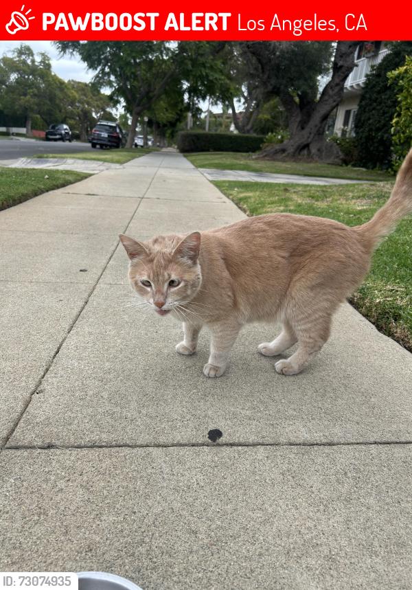 Lost Female Cat last seen Warner Ave x Wellworth Ave, Los Angeles, CA 90024