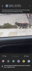 Reunited Male Dog last seen 58th St and Broadway, Los Angeles, CA 90037