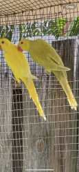 Lost Unknown Bird last seen Near nw 46th pl, Sunrise, FL 33323