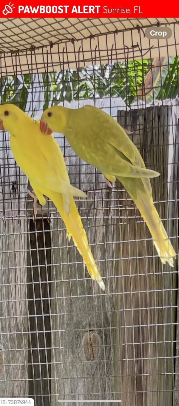 Lost Unknown Bird last seen Near nw 46th pl, Sunrise, FL 33323