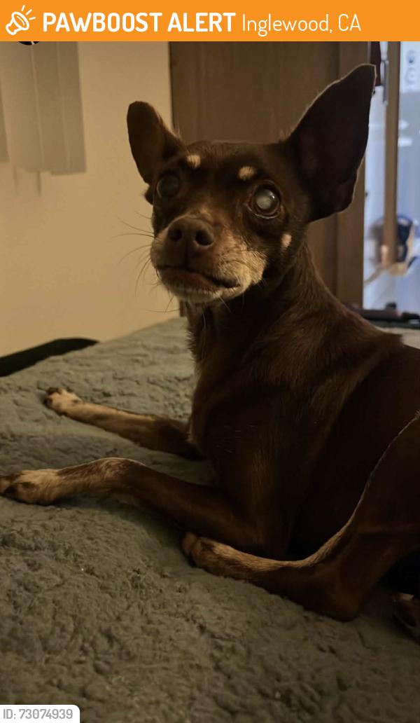 Found/Stray Female Dog last seen Firmona ave, Inglewood, CA 90301