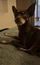 Found/Stray Female Dog last seen Firmona ave, Inglewood, CA 90301