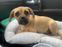 Found/Stray Female Dog last seen Shadow oak dr and Shakespeare dr, West Covina, CA 91792