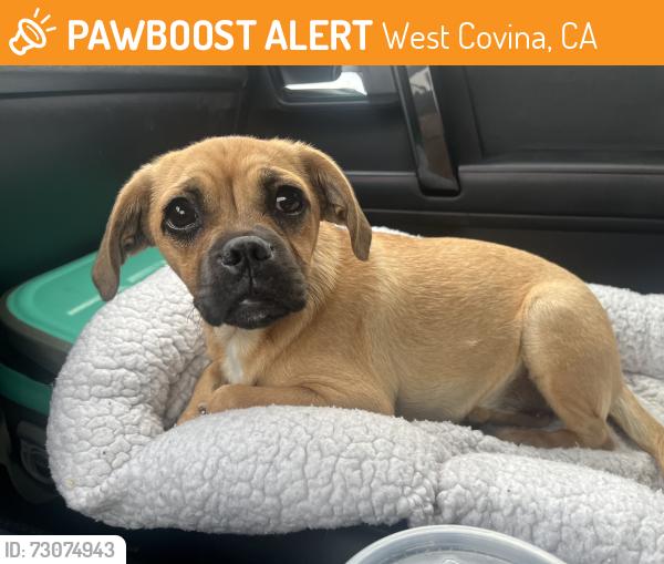 Found/Stray Female Dog last seen Shadow oak dr and Shakespeare dr, West Covina, CA 91792