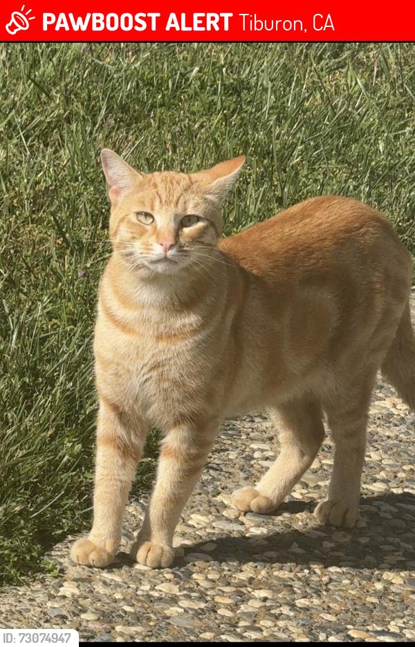 Lost Male Cat last seen Tiburon blvd, Tiburon, CA 94920