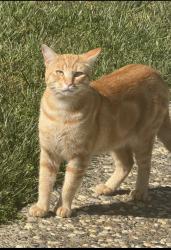 Lost Male Cat last seen Tiburon blvd, Tiburon, CA 94920