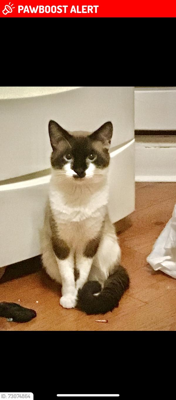 Lost Male Cat last seen Near W 10th St, Huntington Station, NY 11746, Huntington Station, NY 11746