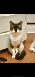 Lost Male Cat last seen Near W 10th St, Huntington Station, NY 11746, Huntington Station, NY 11746