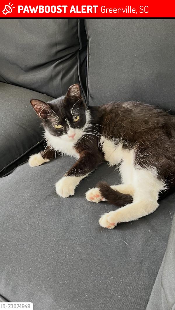 Lost Female Cat last seen Greenville Country Club, Greenville, SC 29605