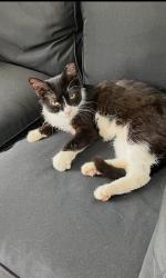 Lost Female Cat last seen Greenville Country Club, Greenville, SC 29605