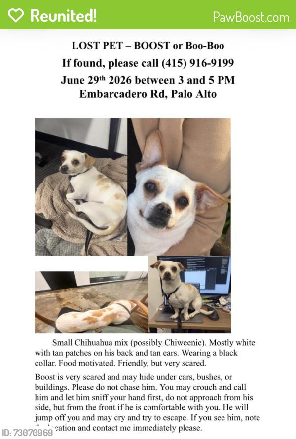 Reunited Male Dog last seen Near Embarcadero Rd, Palo Alto, Palo Alto, CA 94303