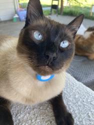 Lost Male Cat last seen Robe Menzel Rd, Granite Falls, WA 98252