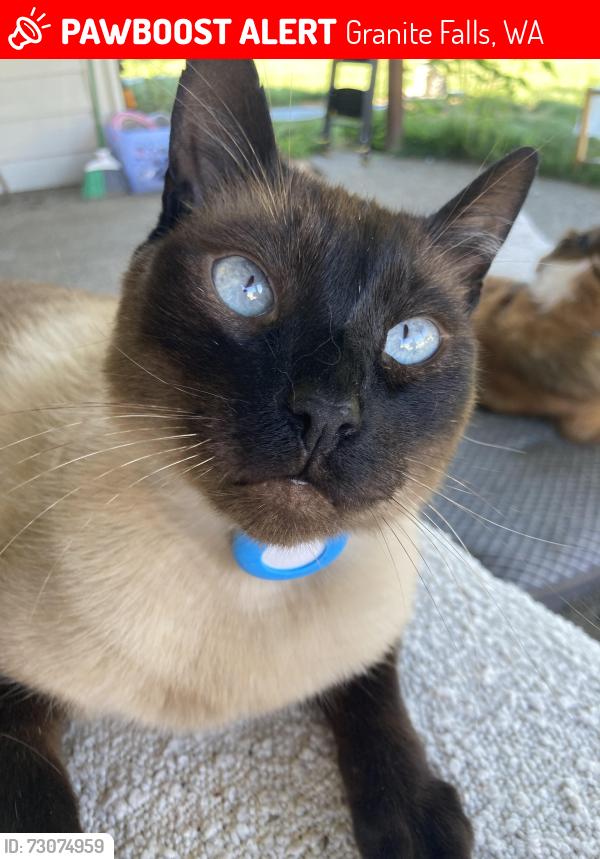 Lost Male Cat last seen Robe Menzel Rd, Granite Falls, WA 98252