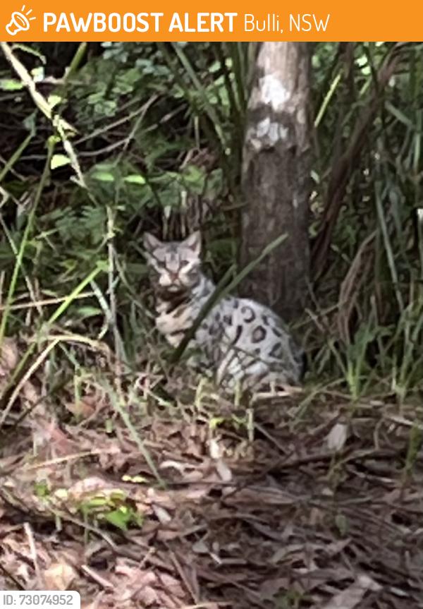 Found/Stray Unknown Cat last seen Heading towards Sturt Place, Bulli, Bulli, NSW 2516