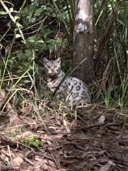 Found/Stray Unknown Cat last seen Heading towards Sturt Place, Bulli, Bulli, NSW 2516