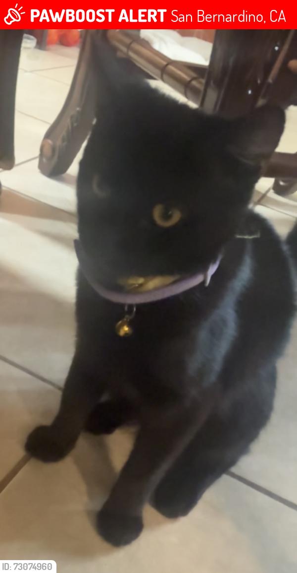 Lost Male Cat last seen Mills snd arrowhead, San Bernardino, CA 92408