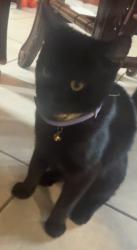 Lost Male Cat last seen Mills snd arrowhead, San Bernardino, CA 92408