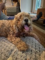 Reunited Female Dog last seen Peacehaven Rd and Spilsby Rd, Winston-Salem, NC 27104