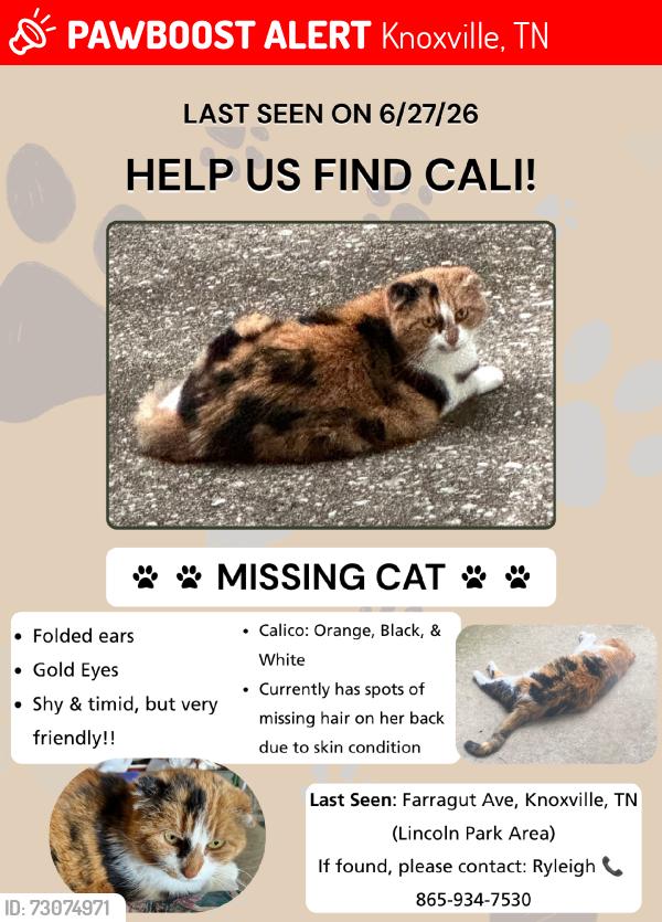 Lost Female Cat last seen Streets behind Bojangles on Broadway, Knoxville, TN 37917