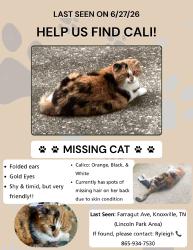 Lost Female Cat last seen Streets behind Bojangles on Broadway, Knoxville, TN 37917