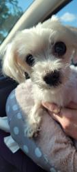 Found/Stray Female Dog last seen 39th and Main St near Zachary High School, Zachary, LA 70791