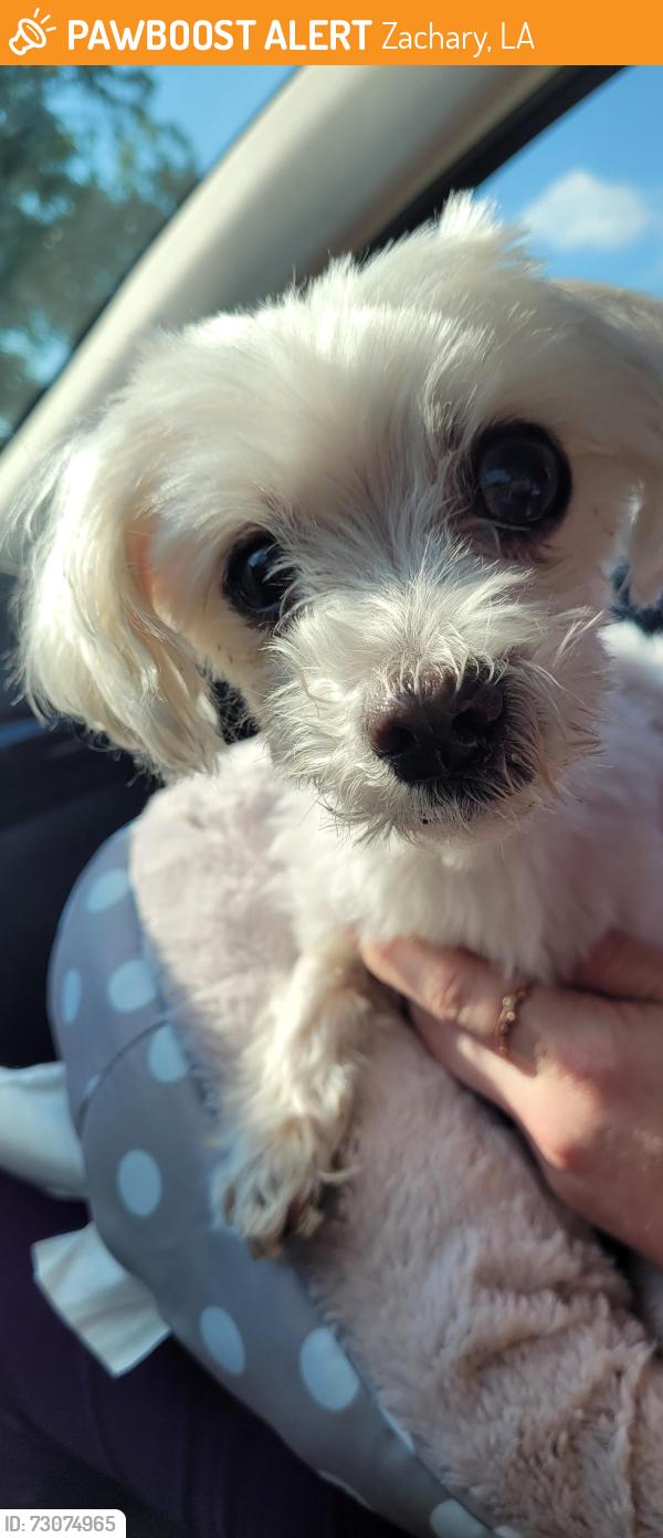 Found/Stray Female Dog last seen 39th and Main St near Zachary High School, Zachary, LA 70791
