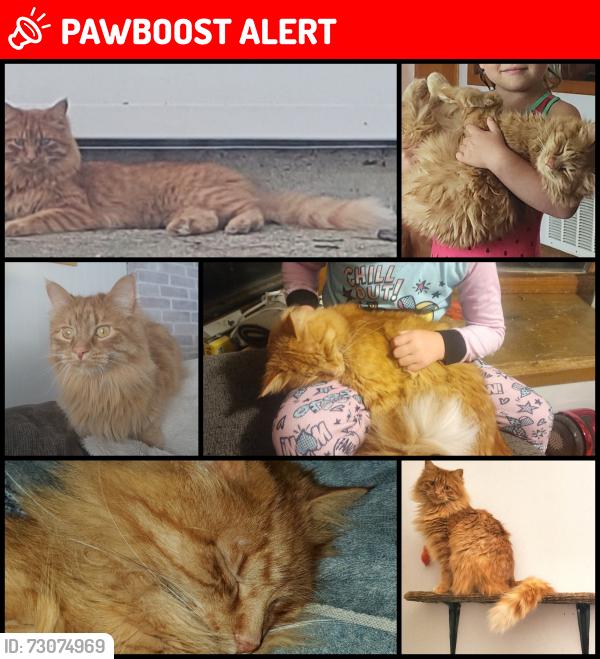 Lost Male Cat last seen KOA Campground, Eckles Township, MN 56601