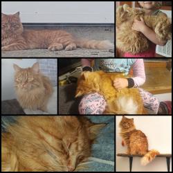 Lost Male Cat last seen KOA Campground, Eckles Township, MN 56601