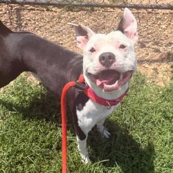 Shelter Stray Male Dog last seen , Animal Care & Control Team of Philly, 111 W Hunting Park Ave, Philadelphia, PA 19140, USA