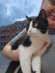 Found/Stray Unknown Cat last seen Westminister and langside street, Winnipeg, MB 