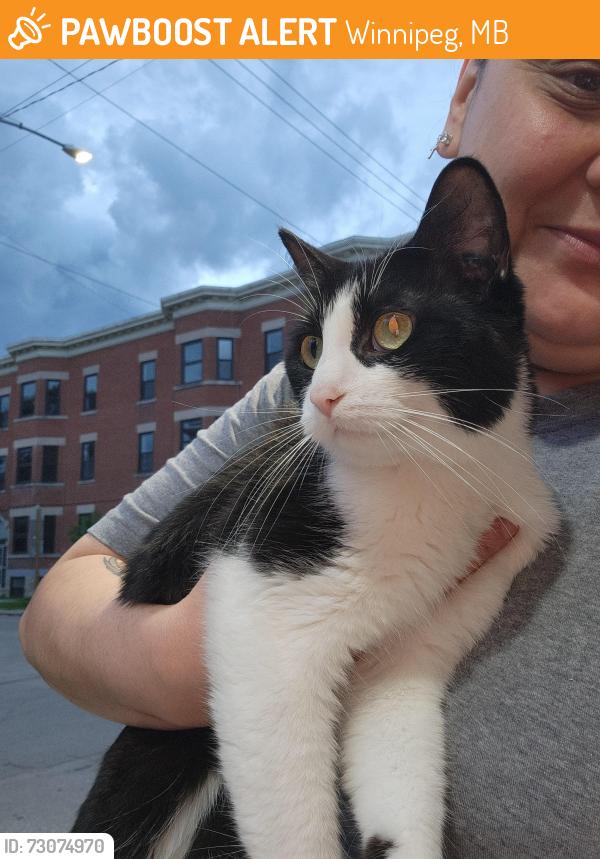 Found/Stray Unknown Cat last seen Westminister and langside street, Winnipeg, MB 