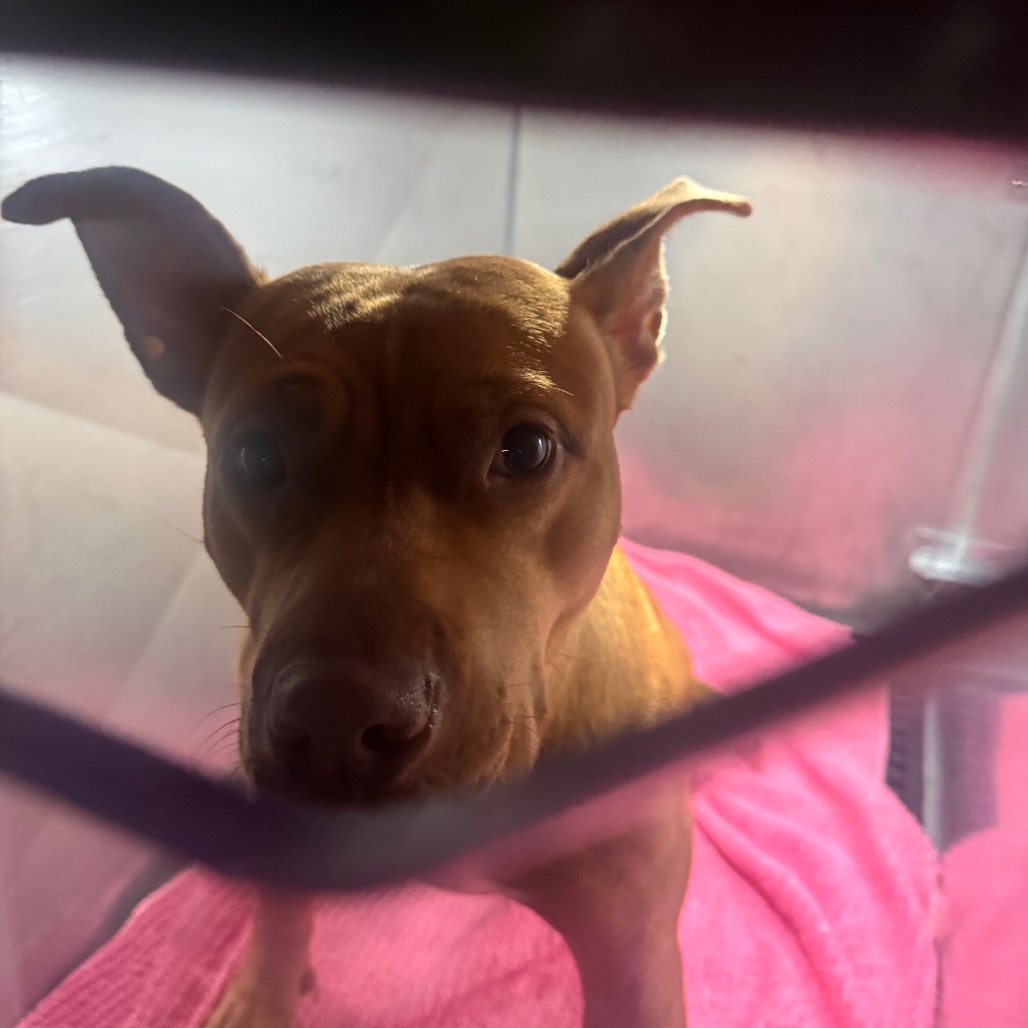Shelter Stray Female Dog last seen , Animal Care & Control Team of Philly, 111 W Hunting Park Ave, Philadelphia, PA 19140, USA