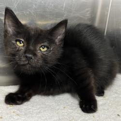 Shelter Stray Male Cat last seen , 4575 E Mesquite Ave, Palm Springs, CA 92264, USA